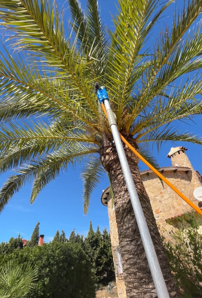 servicio de corte de palmeras en la marina alta Cortar palmera Marina Alta