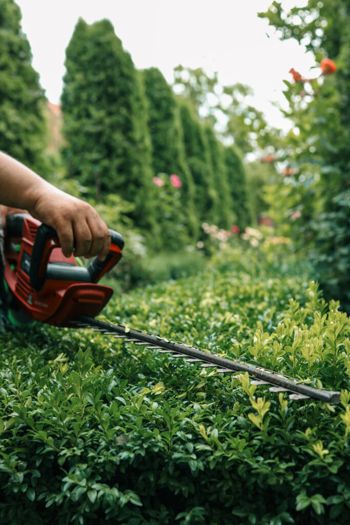 close up of an electric hedge trimmer cutting boxwood in a sunny garden. ideal for yard upkeep, landscaping, and shaping green foliage
