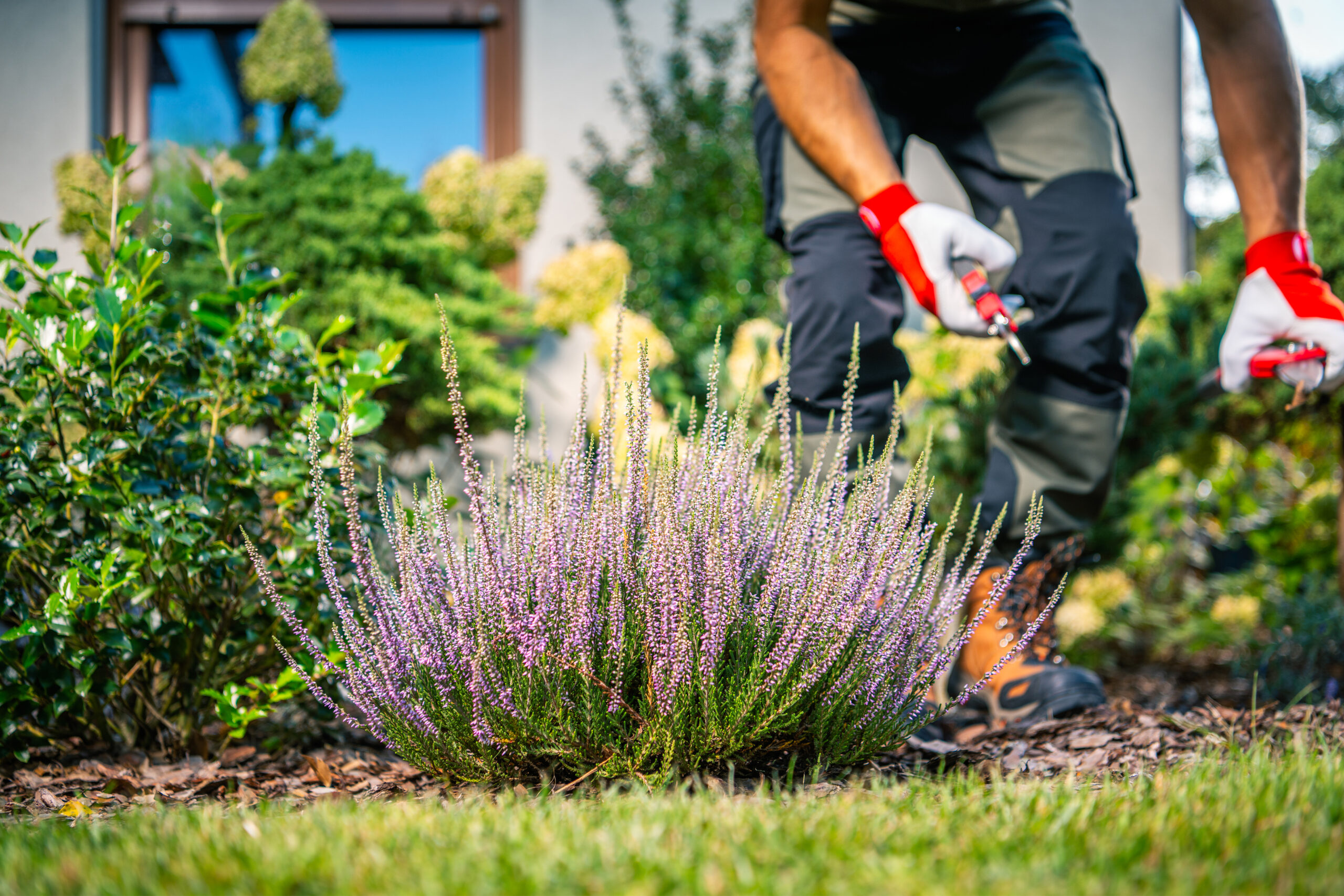 gardener pruning lavender plants in a well maintained backyard garden on a sunny day