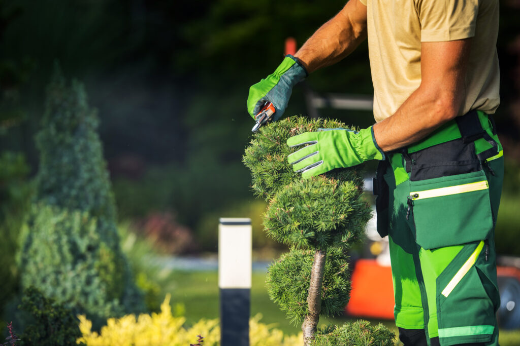 gardener pruning plant with garden scissors