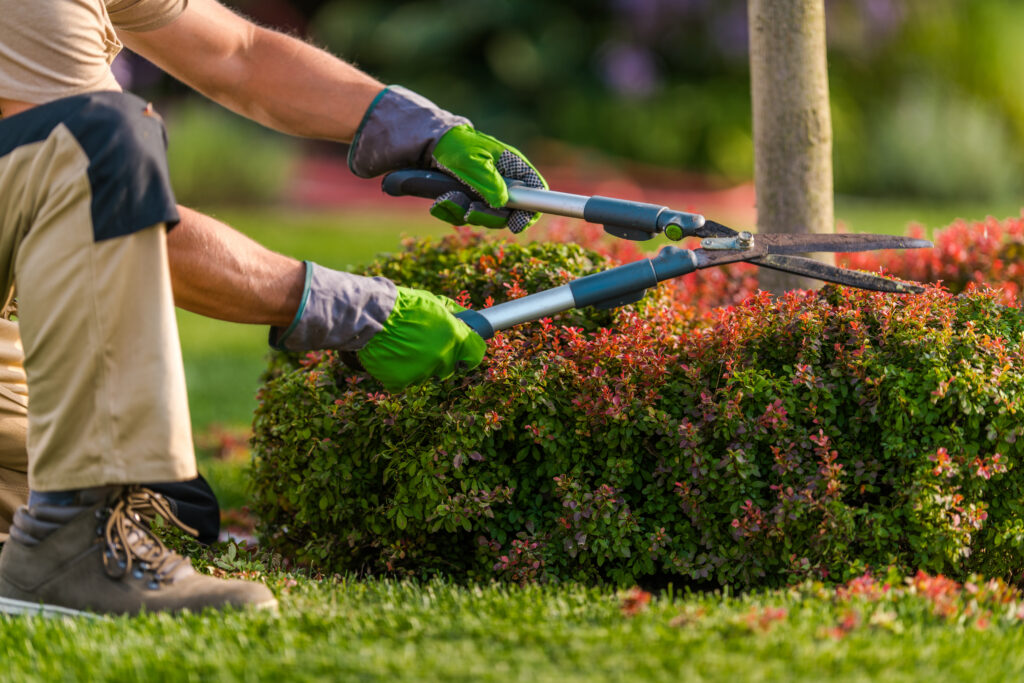 gardener trimming garden plants using scissors