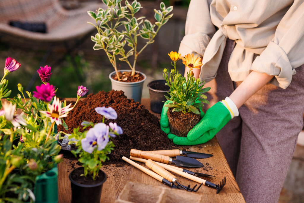 gardener plants flowers in the garden close up, garden care, gardening concept