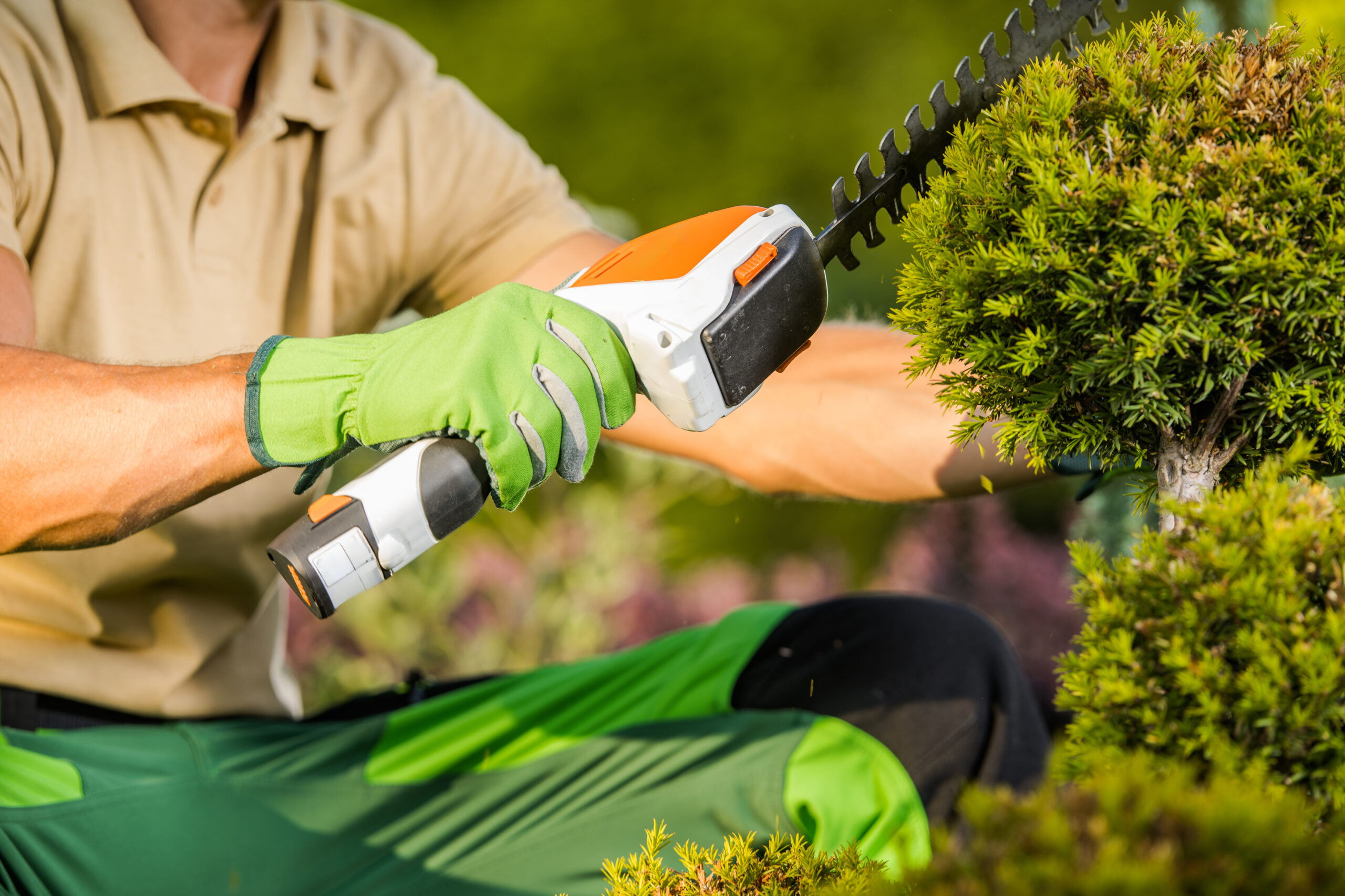 shaping plants using cordless shrub trimmer