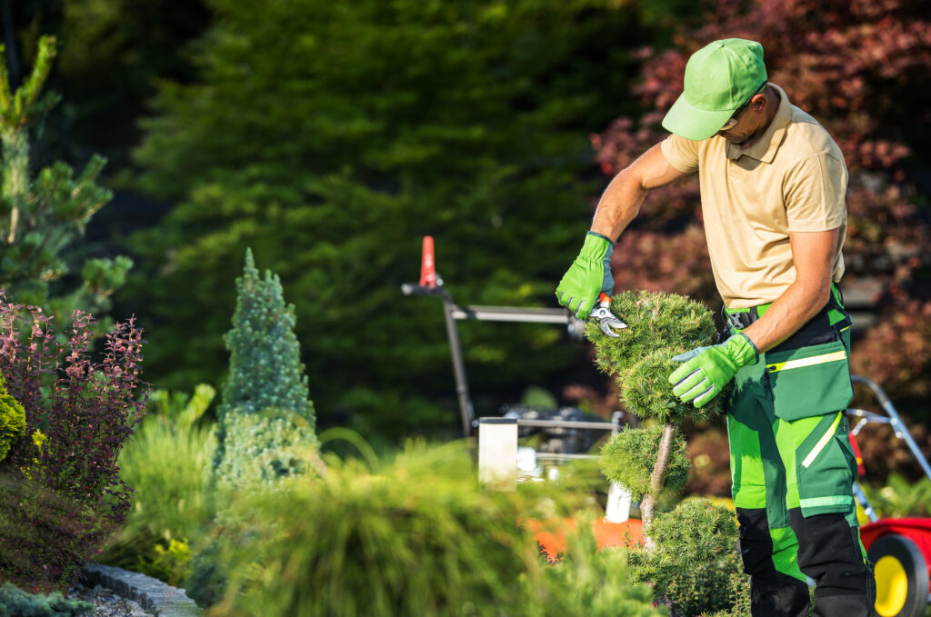 professional gardener trimming garden decorative trees