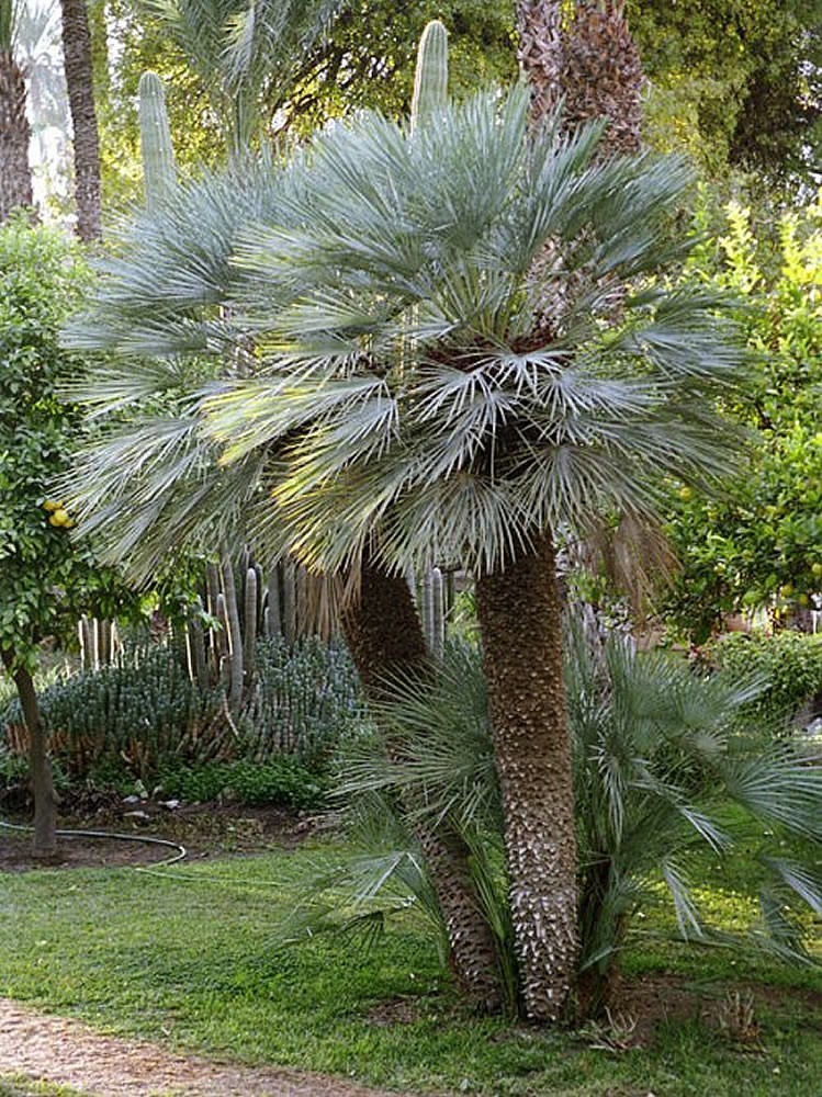 chamaerops humilis marina alta