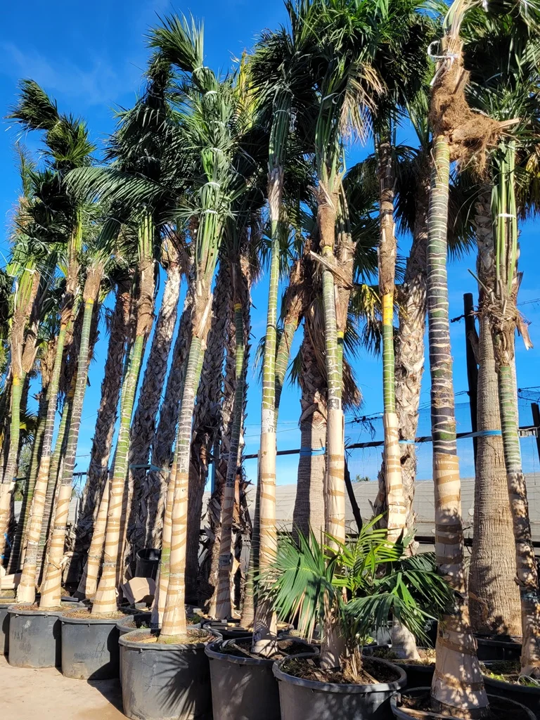 kentia marina alta