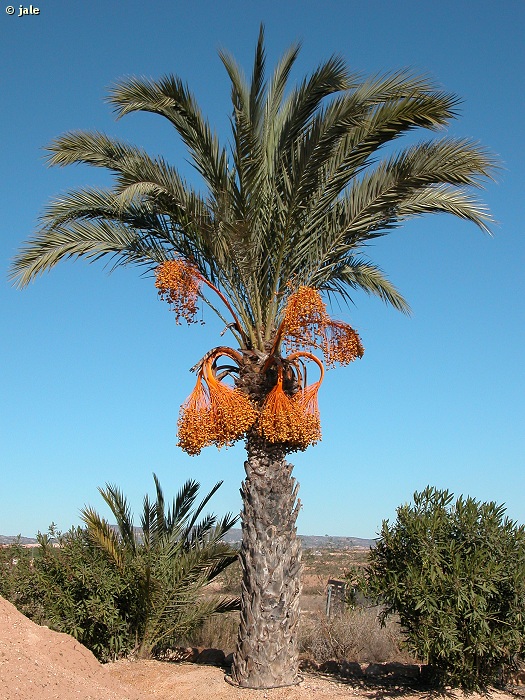 palmera datilera marina alta