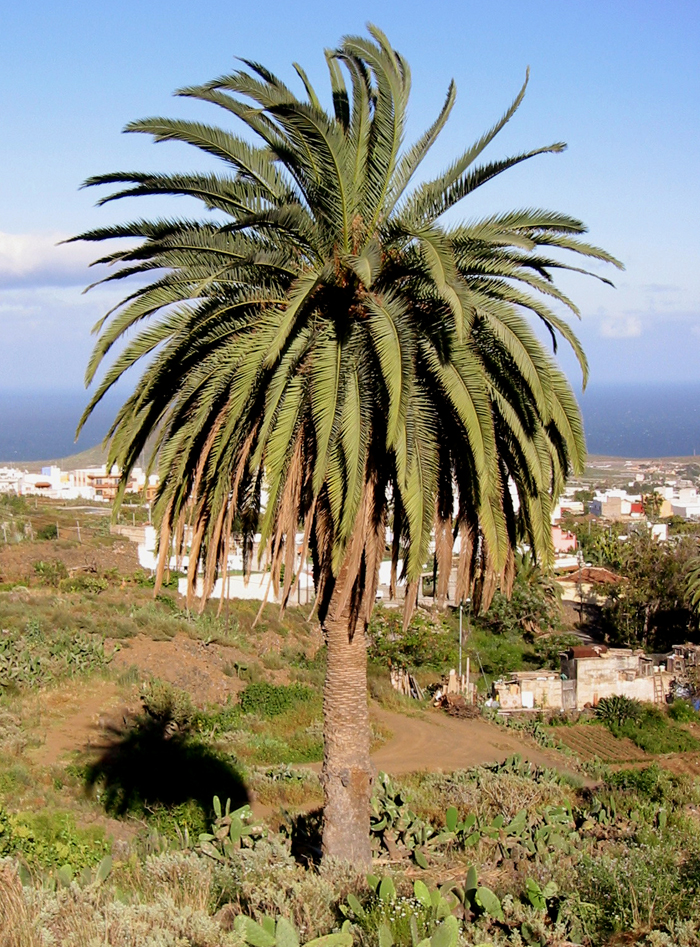 phoenix canariensis marina alta