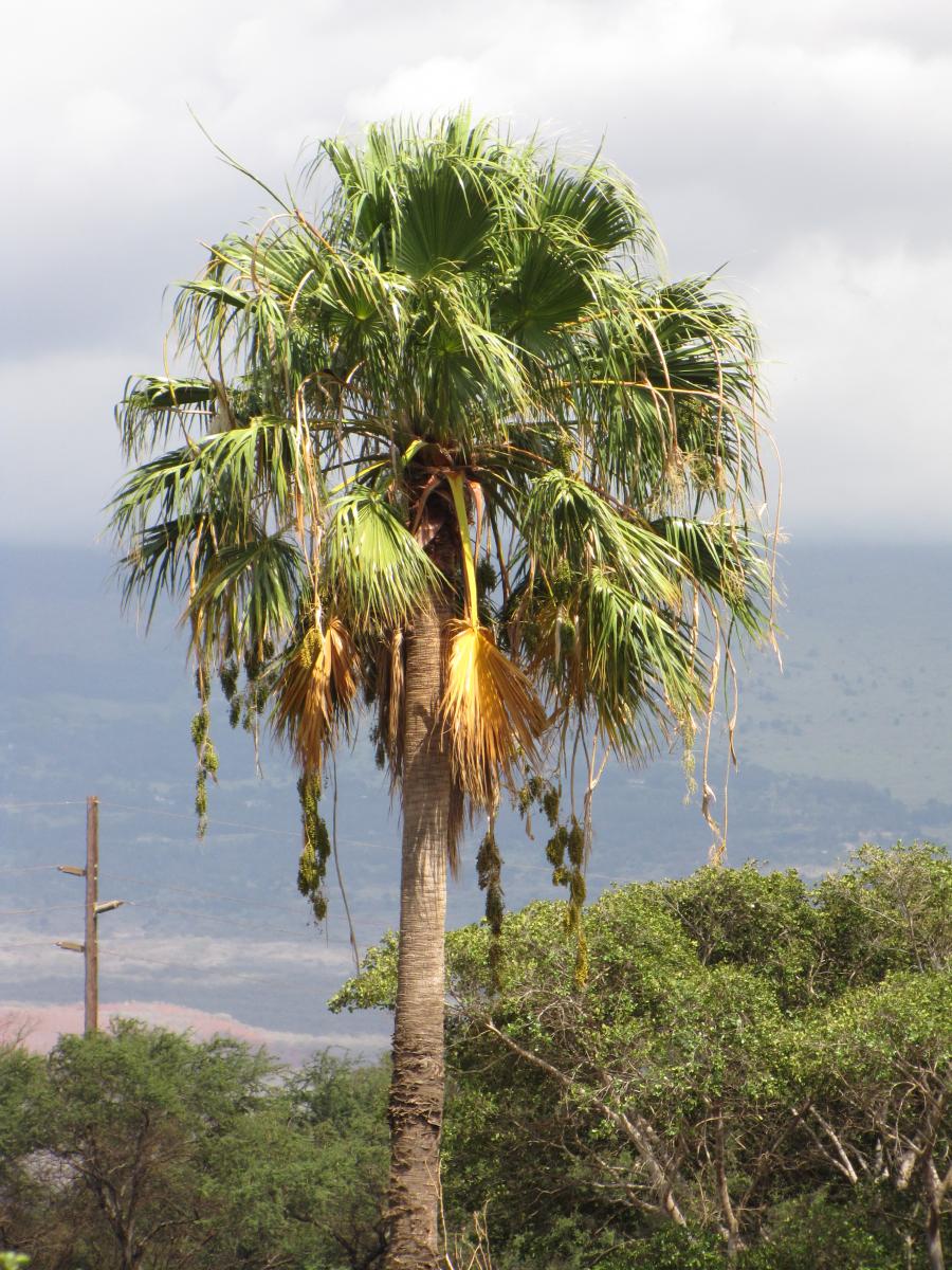 washingtonia marina alta