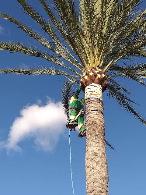 cortar palmera barato
