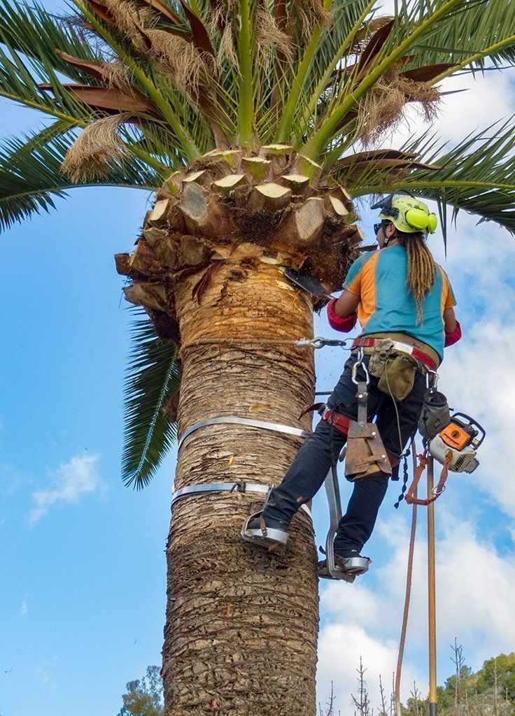 podar palmera denia