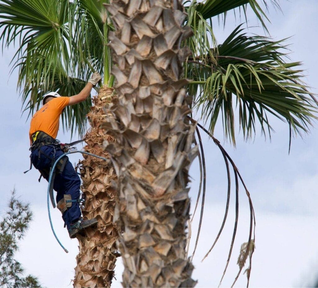 podar palmera javea